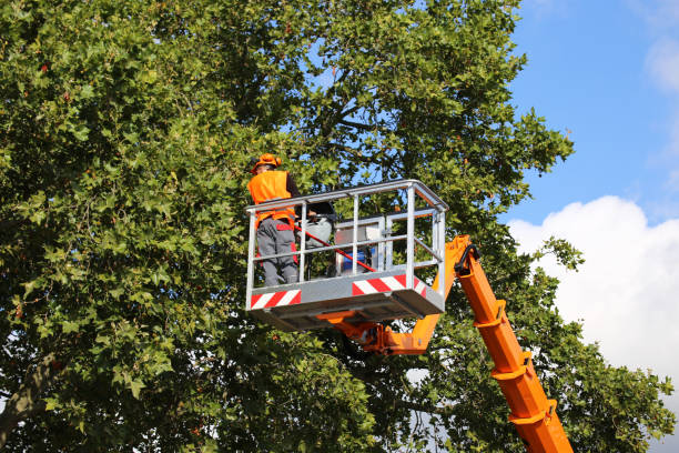 Seasonal Cleanup (Spring/Fall) in Trotwood, OH